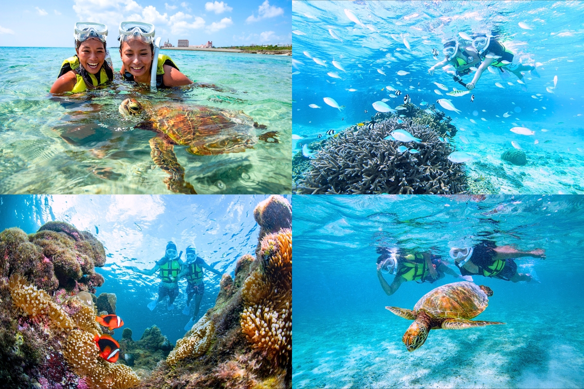 ウミガメシュノーケル＋サンゴシュノーケル