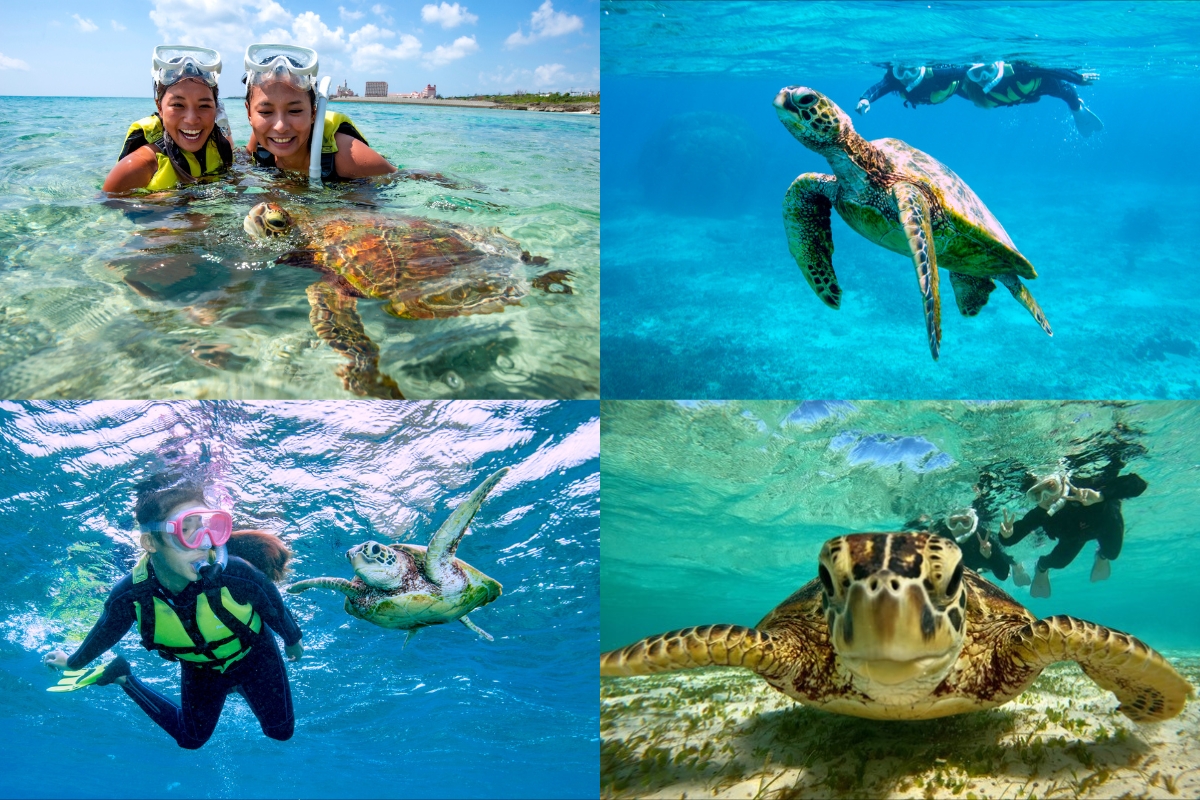 ウミガメシュノーケル＋ウミガメシュノーケル